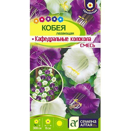 Кобея лазящая Кафедральные колокола фиолетовая Семена Алтая изображение 1 артикул 94177