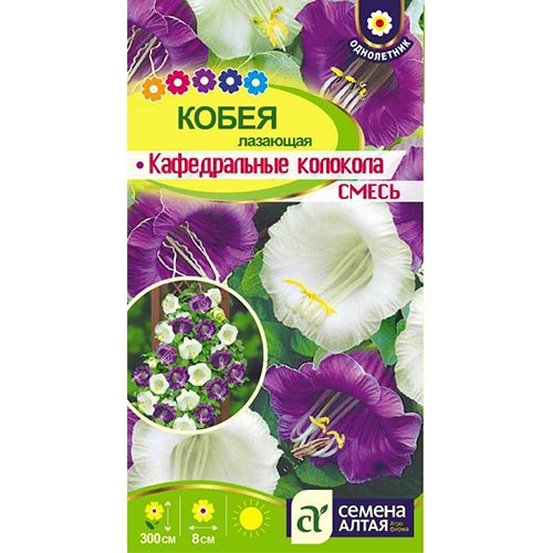 Кобея лазящая Кафедральные колокола, смесь окрасок Семена Алтая изображение 1 артикул 94178