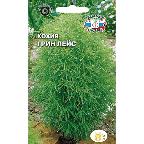 Кохия Грин лейс Седек изображение 1 артикул 93856