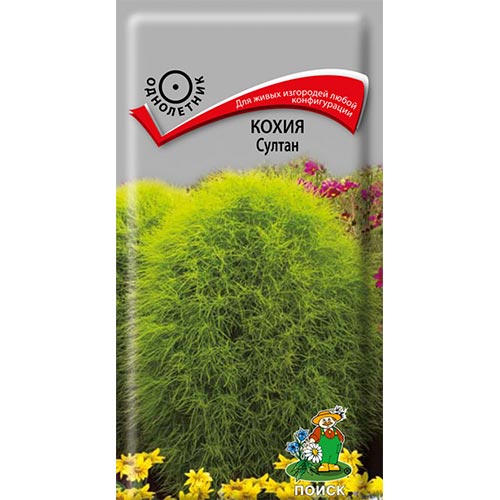 Кохия Султан Поиск изображение 1 артикул 93022