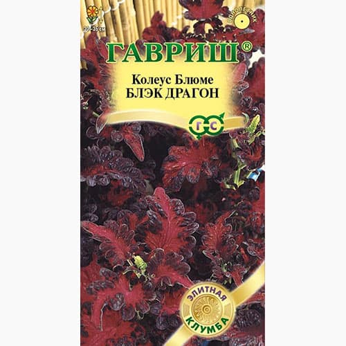 Колеус Блэк Драгон Гавриш изображение 1 артикул 97697