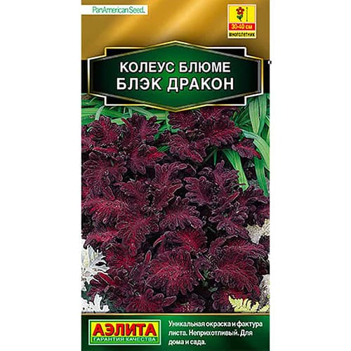 Колеус блюме Блэк дракон Аэлита изображение 1 артикул 98963