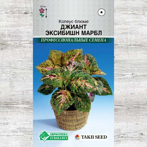Колеус Блюме Джиант Эксибишн Марбл изображение 1 артикул 83456