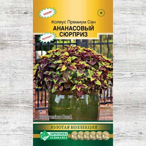 Колеус Блюме Премиум Сан Ананасовый сюрприз изображение 1 артикул 83458