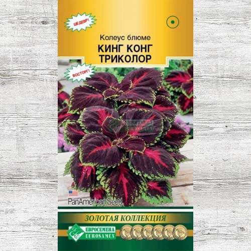 Колеус Блюме триколор Кинг Конг изображение 1 артикул 83457