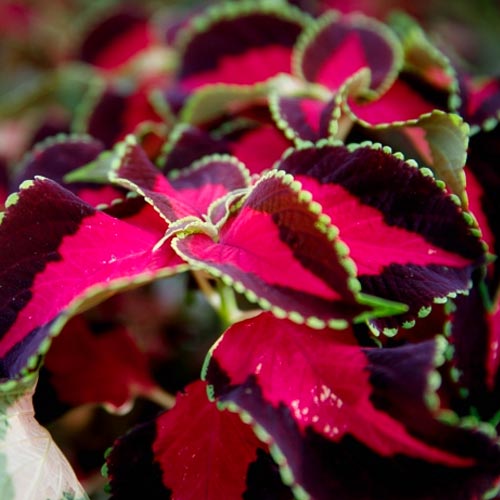 Колеус Файервей Роуз изображение 1 артикул 66080