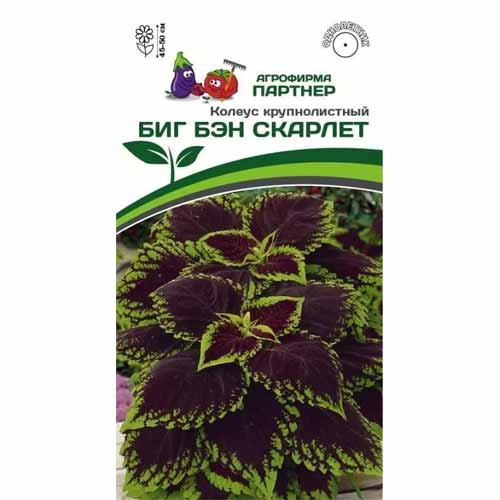 Колеус крупнолистный Биг Бэн Скарлет Партнер изображение 1 артикул 40807