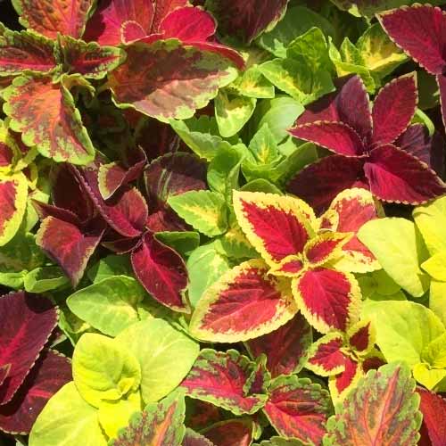 Колеус Оригинальный, смесь окрасок  изображение 1 артикул 66079