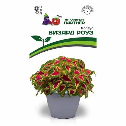 Колеус шлемниковидный Визард Роуз F1 Партнер изображение 1 артикул 97207