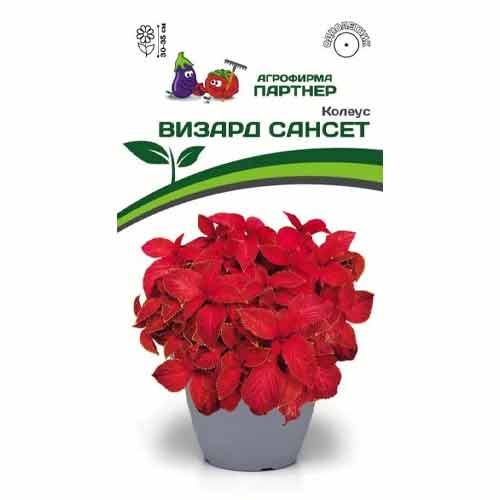 Колеус шлемниковидный Визард Сансет F1 Партнер изображение 1 артикул 97208