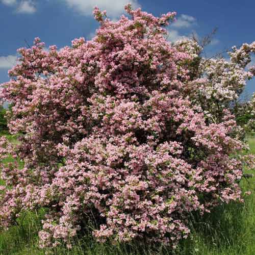 Кольквиция прелестная Пинк Клоуд изображение 1 артикул 9588