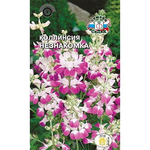 Коллинсия Незнакомка Седек изображение 1 артикул 93824