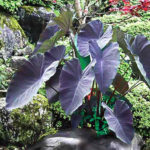 Колоказия съедобная Блэк Мэджик изображение 1 артикул 67828