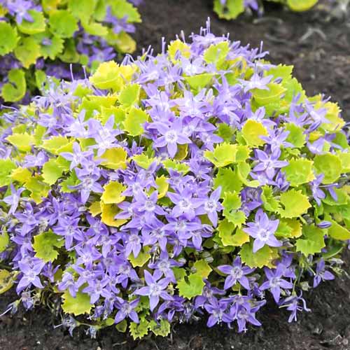 Колокольчик гарганский Диксон Голд изображение 1 артикул 68688