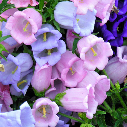 Колокольчик Хрустальный звон, смесь окрасок Premium Seeds изображение 1 артикул 83911