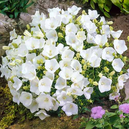 Колокольчик карпатский Вайс Клипс изображение 1 артикул 68687