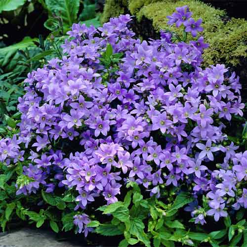 Колокольчик молочноцветковый Пуфф изображение 1 артикул 01348