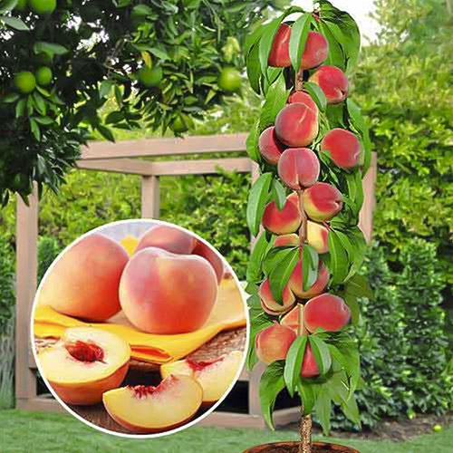 Персик колоновидный Медовый изображение 1 артикул 1913