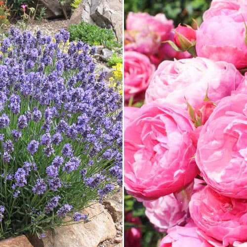 Комплект Ароматы Прованса из розы и лаванды изображение 1 артикул 4628