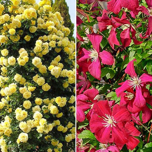 Комплект Брызги лета из розы и клематиса изображение 1 артикул 4624