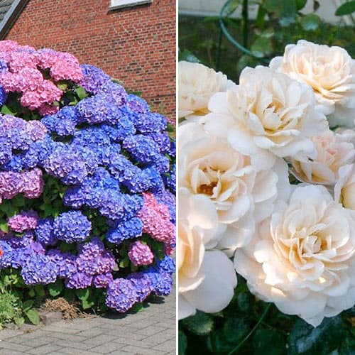 Комплект Цветочная радуга из розы и гортензии изображение 1 артикул 4632