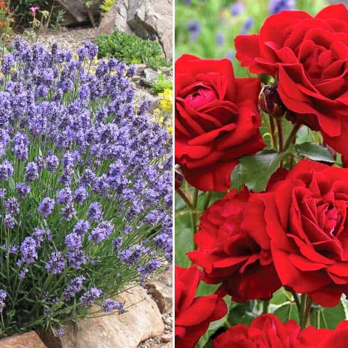 Комплект Душистый ансамбль из розы и лаванды изображение 1 артикул 4629