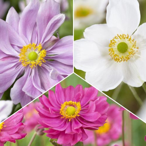 Комплект гибридных анемон из 3 сортов артикул фото 1 Комплект гибридных анемон из 3 сортов изображение 1 артикул 70489