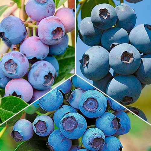 Комплект голубик из 3 саженцев артикул фото 1 Комплект голубик из 3 саженцев изображение 1 артикул 5737