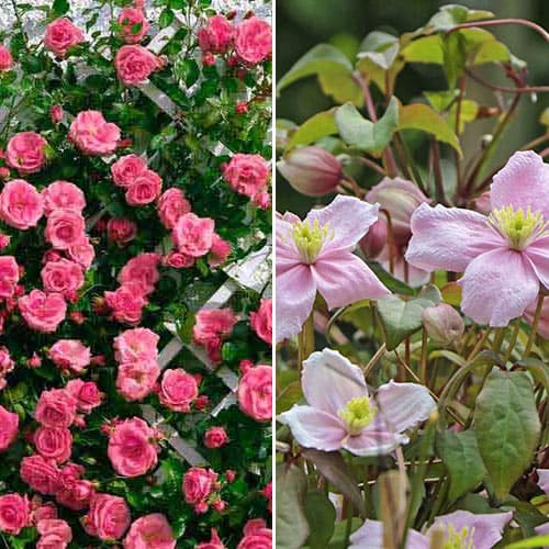 Комплект Идеальная пара из розы и клематиса изображение 1 артикул 4620