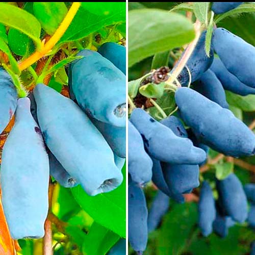 Комплект жимолости из 2 саженцев изображение 1 артикул 5738