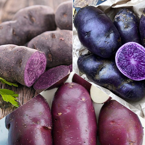 Комплект картофеля Экзотический из 3 сортов изображение 1 артикул 4532