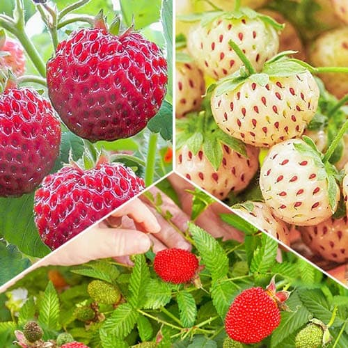 Комплект клубники и земляники Вкус лета из 3 сортов артикул фото 1 Комплект клубники и земляники Вкус лета из 3 сортов изображение 1 артикул 4941