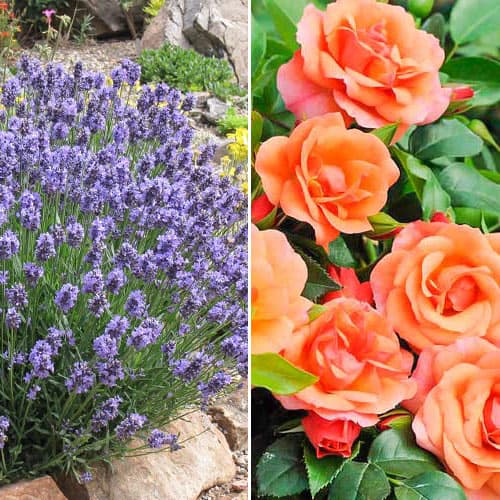 Комплект Оранжевые сны из розы и лаванды изображение 1 артикул 4630