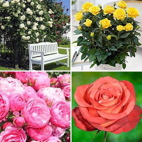 Комплект роз Хит сезона из 4 сортов изображение 1 артикул 4618