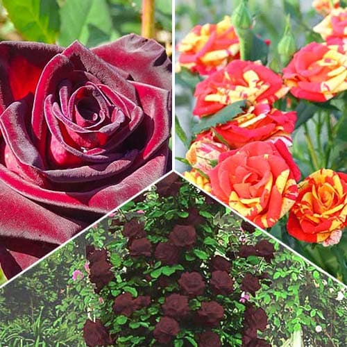 Комплект роз Магия огня из 3 сортов артикул фото 1 Комплект роз Магия огня из 3 сортов изображение 1 артикул 4615