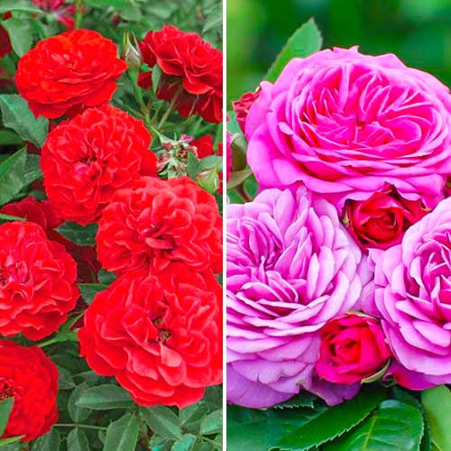 Комплект роз Патио из 2 саженцев изображение 1 артикул 5741