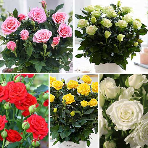 Комплект роз спрей Цветной микс из 5 сортов изображение 1 артикул 4634