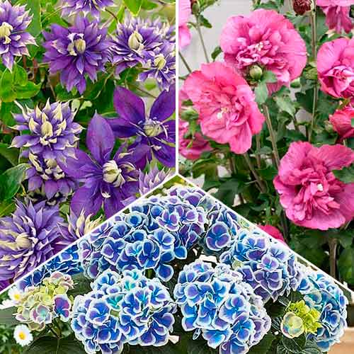 Комплект Summer collection из 3 сортов изображение 1 артикул 76710