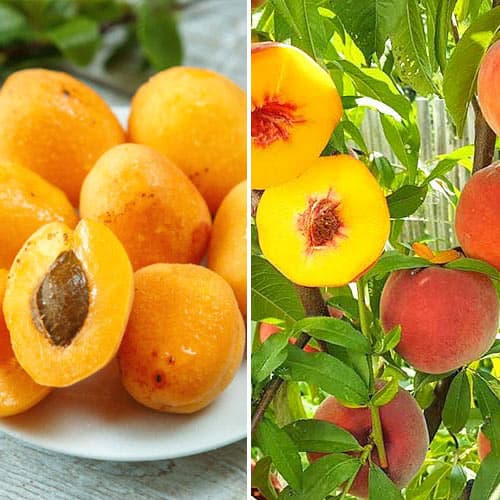 Комплект Урожайная парочка из 2 саженцев изображение 1 артикул 4834