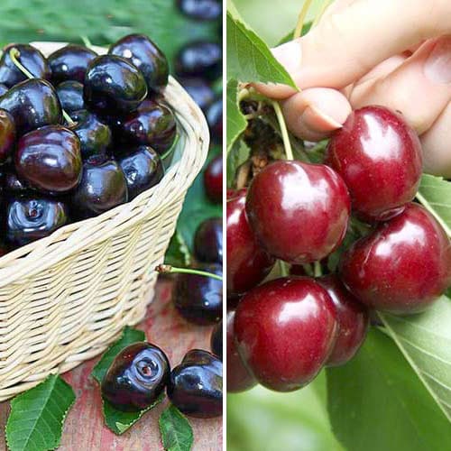 Комплект Вкусный дуэт из 2 саженцев артикул фото 1 Комплект Вкусный дуэт из 2 саженцев изображение 1 артикул 4835