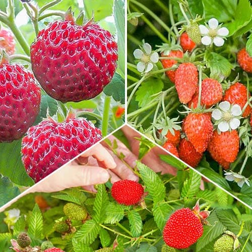 Комплект Земляничное лукошко из 3 сортов артикул фото 1 Комплект Земляничное лукошко из 3 сортов изображение 1 артикул 4943