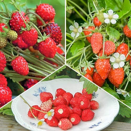 Комплект земляники мелкоплодной Мечта лакомки из 3 сортов изображение 1 артикул 4942