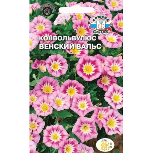 Конвольвулюс Венский вальс Седек изображение 1 артикул 93831