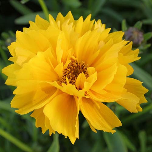 Кореопсис Санрей изображение 1 артикул 01354