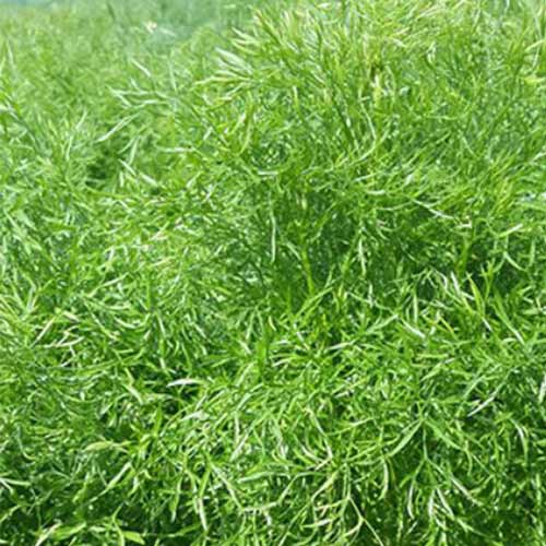 Кориандр Ажур Русский огород НК изображение 1 артикул 69892