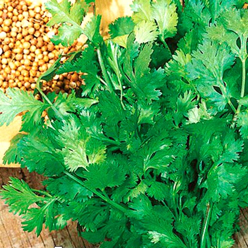 Кориандр овощной Бородинский, семена изображение 1 артикул 9827_1