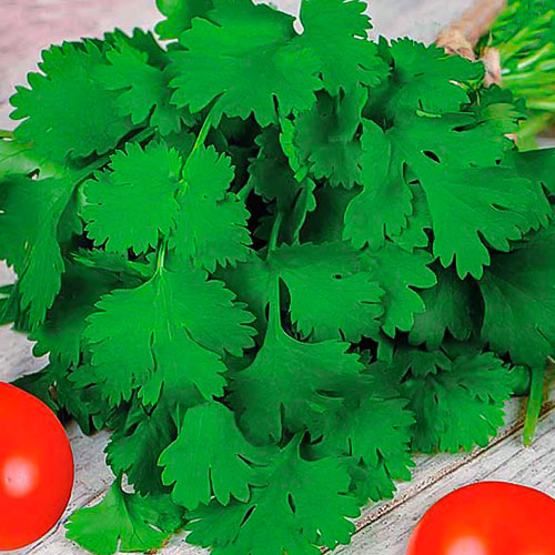 Кориандр Санто Premium Seeds изображение 1 артикул 83754