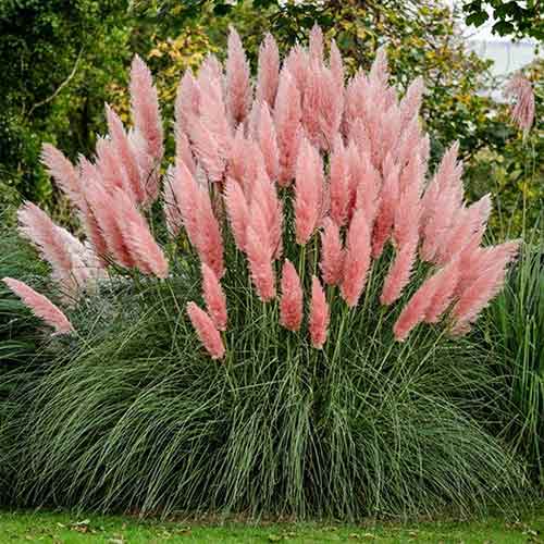 Кортадерия (пампасная трава) Pink Feather артикул фото 1 Кортадерия (пампасная трава) Pink Feather изображение 1 артикул 4751