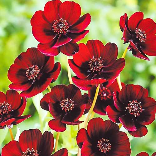 Космос Чоколит Раффл изображение 1 артикул 76043