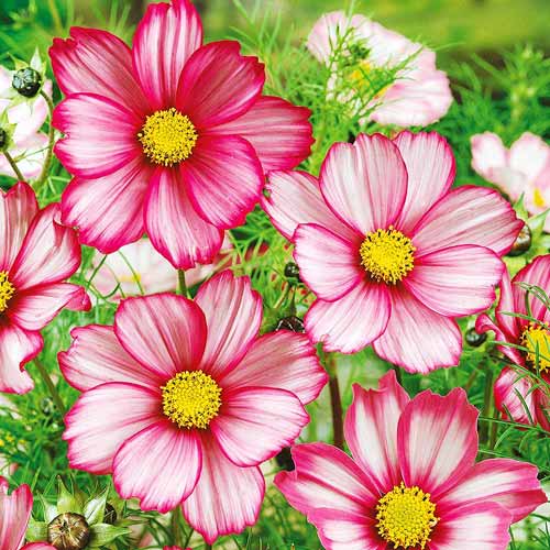 Космос Сенсация Кенди Страйп изображение 1 артикул 71459